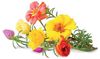 Click & Grow Smart Garden refill Moss Rose 3pcs