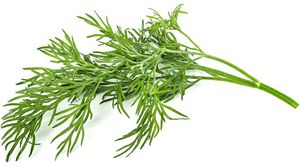 Click & Grow Smart Garden refill Dill 3pcs