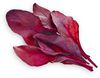 Click & Grow Smart Garden refill Red Leaf Beet 3pcs