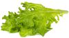 Click & Grow Smart Refill Oakleaf Lettuce 3pcs