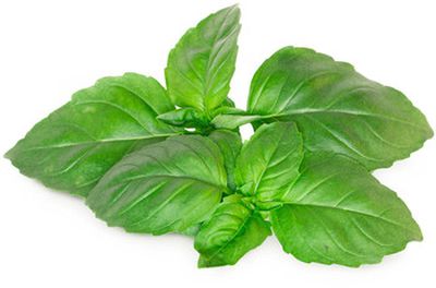 Click  and  Grow Smart Garden refill Marseille Basil 3pcs