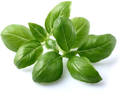 Click & Grow Smart Garden refill Basil 3pcs