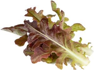 Click & Grow Smart Refill Red Oakleaf Lettuce 3pcs