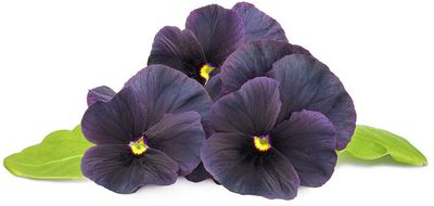 Click & Grow Smart Garden refill Black pansy 3pcs