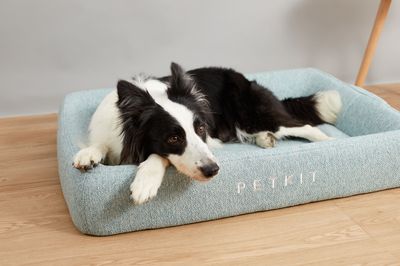 Guolis PETKIT Deep Sleep All Season Pet Bed, L dydžio