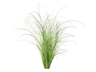 Click & Grow Smart Refill Ornamental Grass 3pcs