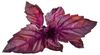 Click & Grow Smart Garden refill Red Basil 3pcs