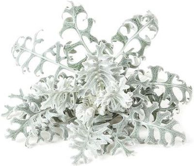 Click  and  Grow Smart Refill Dusty Miller 3pcs