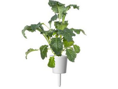 Click  and  Grow Smart Refill Italian Kale 3pcs