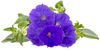 Click & Grow Smart Garden refill Blue Petunia 3pcs