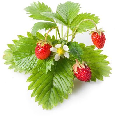 Click & Grow Smart Garden refill Wild Strawberry 3pcs