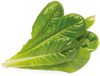 Click & Grow Smart Garden refill Romaine Lettuce 3pcs