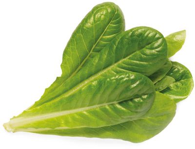 Click & Grow Smart Garden refill Romaine Lettuce 3pcs