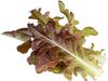 Click & Grow Smart Refill Red Oakleaf Lettuce 3pcs