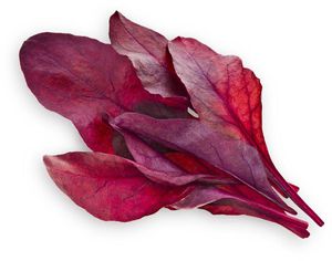 Click & Grow Smart Garden refill Red Leaf Beet 3pcs