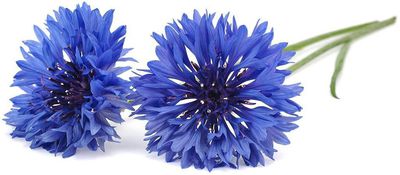 Click & Grow Smart Garden refill Cornflower 3pcs