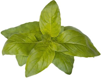 Click & Grow Smart Garden refill Lime Basil 3pcs