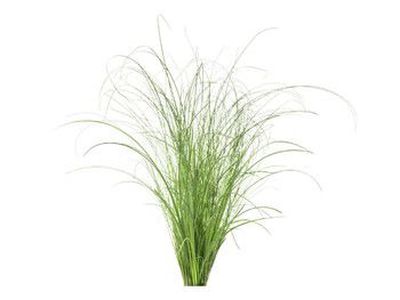 Click  and  Grow Smart Refill Ornamental Grass 3pcs