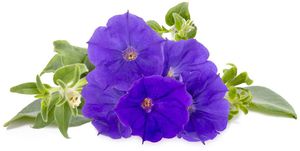 Click & Grow Smart Garden refill Blue Petunia 3pcs