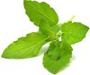 Click & Grow Smart Garden refill Holy Basil 3pcs