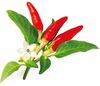 Click & Grow Smart Garden refill Red Hot Chili Pepper 3pcs