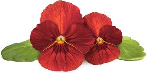 Click & Grow Smart Garden Refill Red Pansy 3pcs