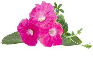 Click  and  Grow Smart Garden refill Pink Petunia 3pcs