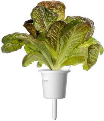 Click  and  Grow Smart Refill Red romaine lettuce 3pcs