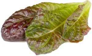 Click & Grow Smart Refill Red romaine lettuce 3pcs