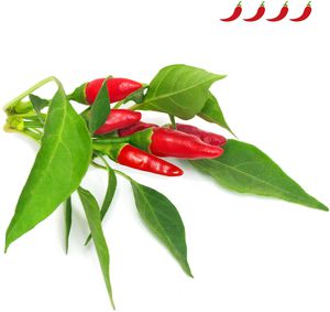 Click & Grow Smart Garden refill Piri Piri Chili Pepper 3pcs