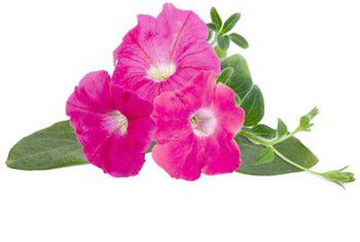 Click  and  Grow Smart Garden refill Pink Petunia 3pcs